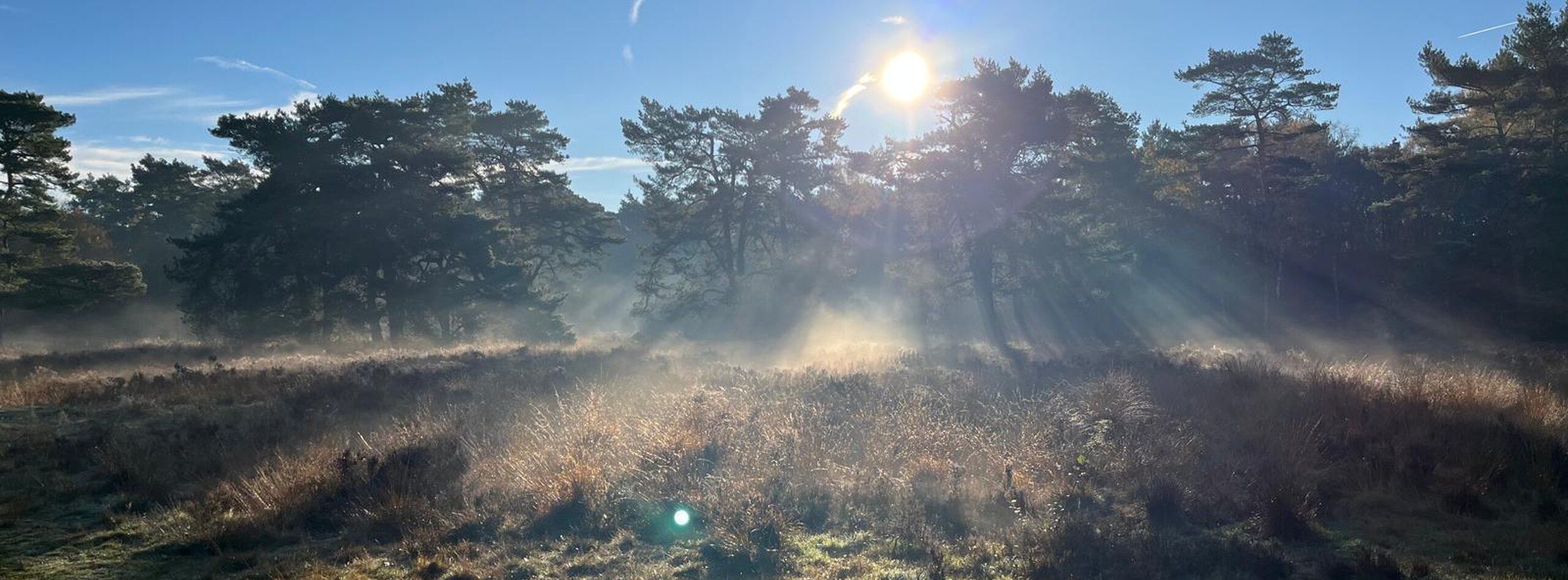 Aankoop Frans Halslaan
